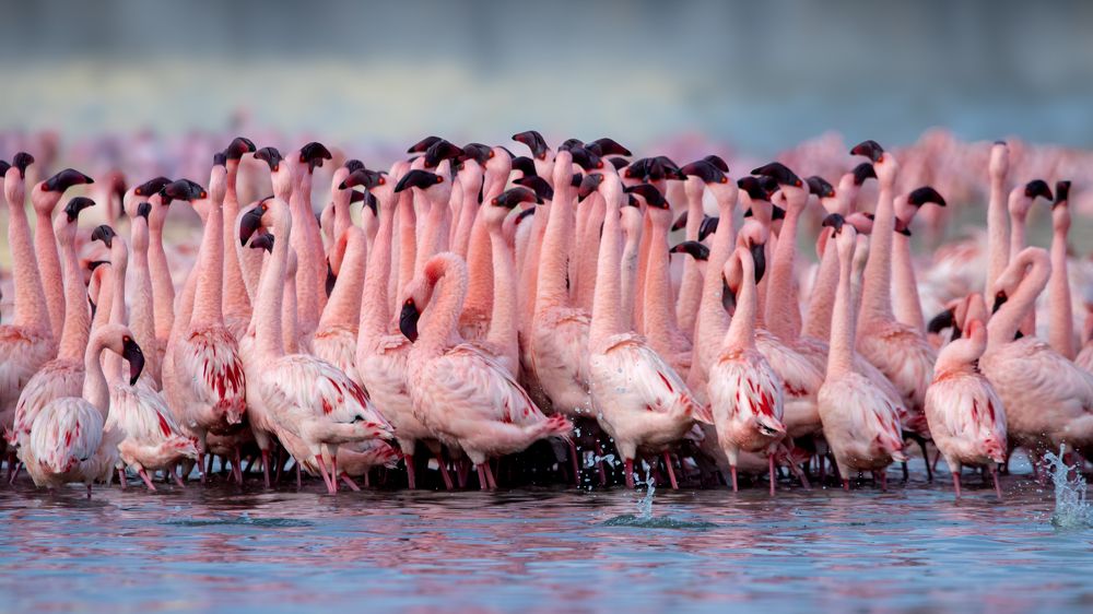 Flamingos
