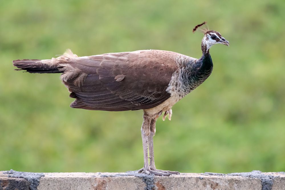 Peacock female