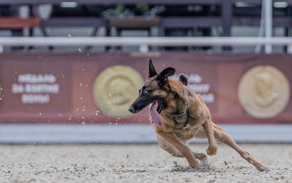 Скоростные собаки