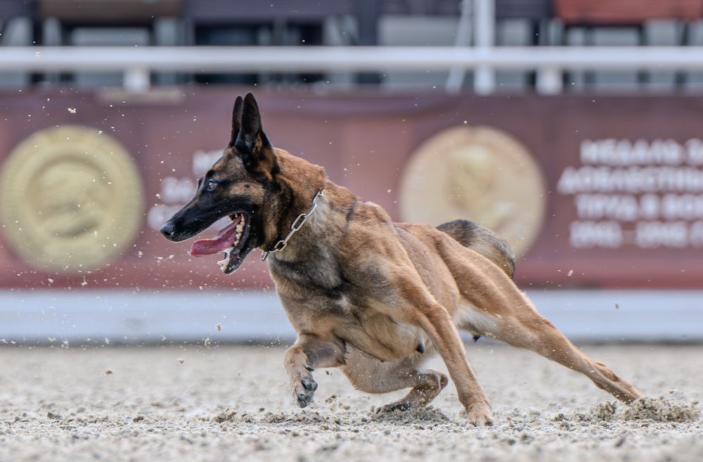 Photograph by Сергей Жиркевич