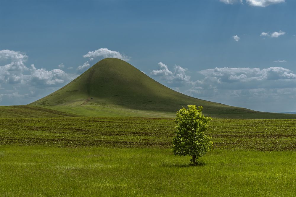 Одинокое дерево