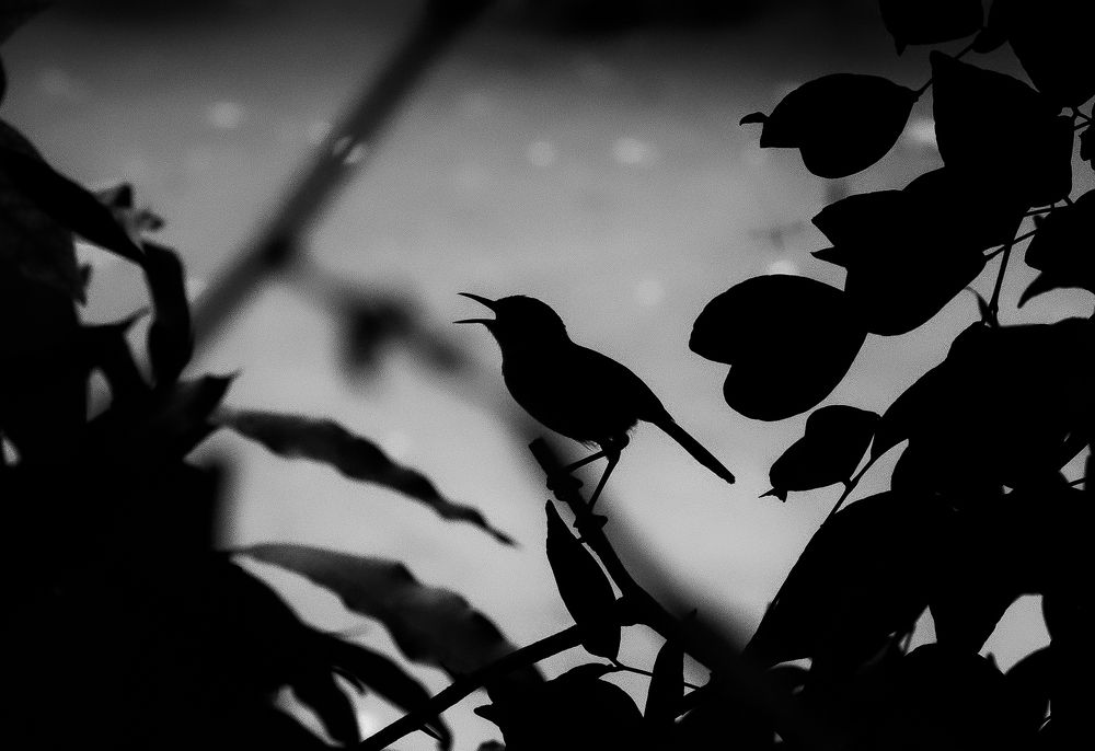 Photograph by Sudip Dey