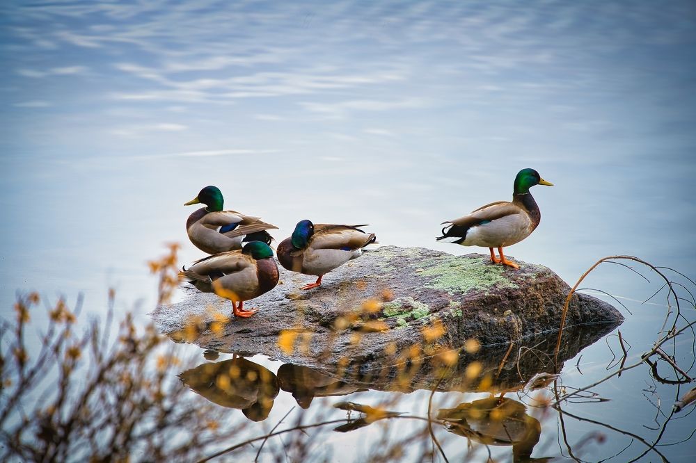 Photograph by Yves Lanthier