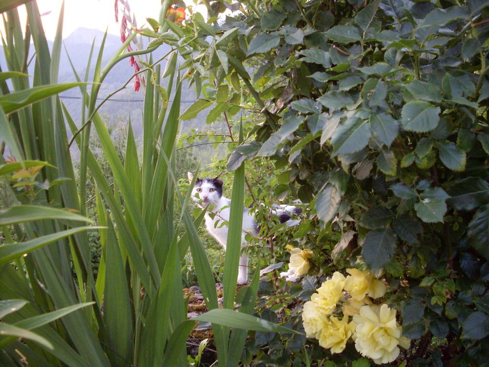 Монастырский котик.