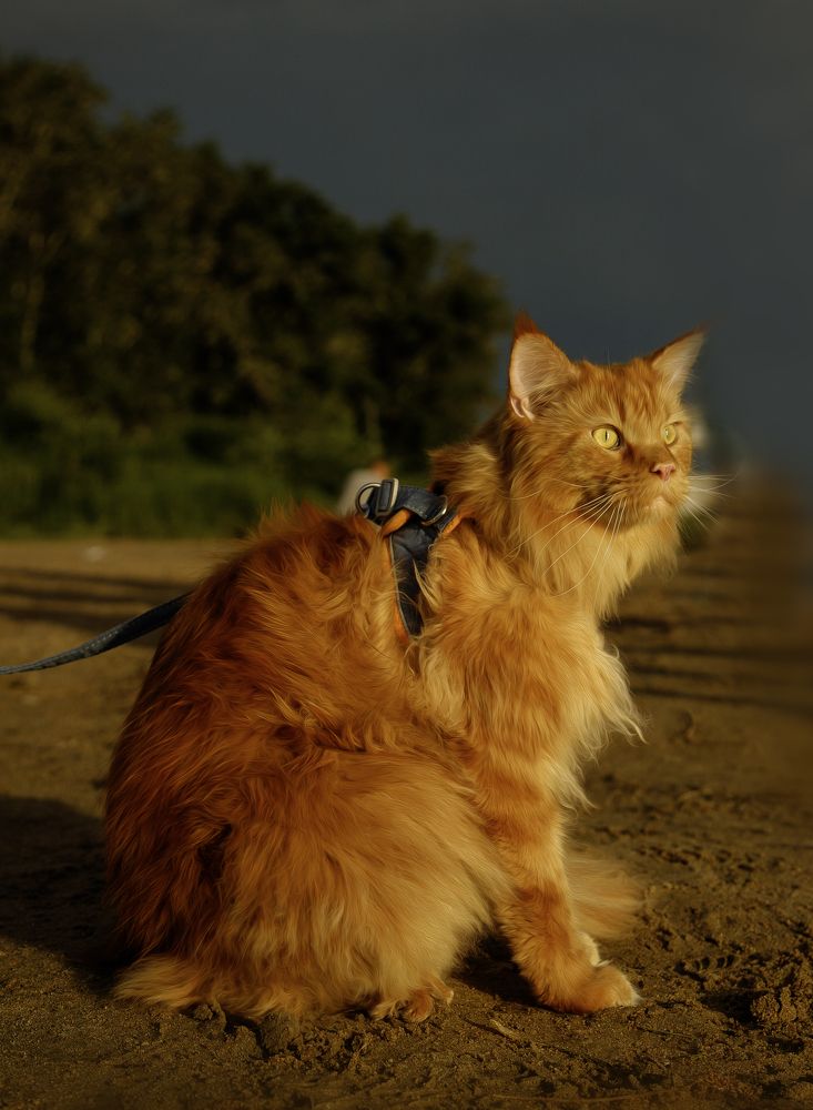 Photograph by Евгения Бронова