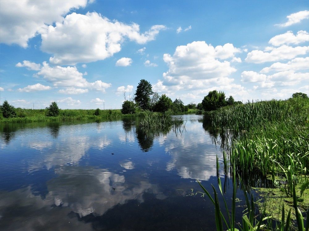 Облака- белогривые лошадки!