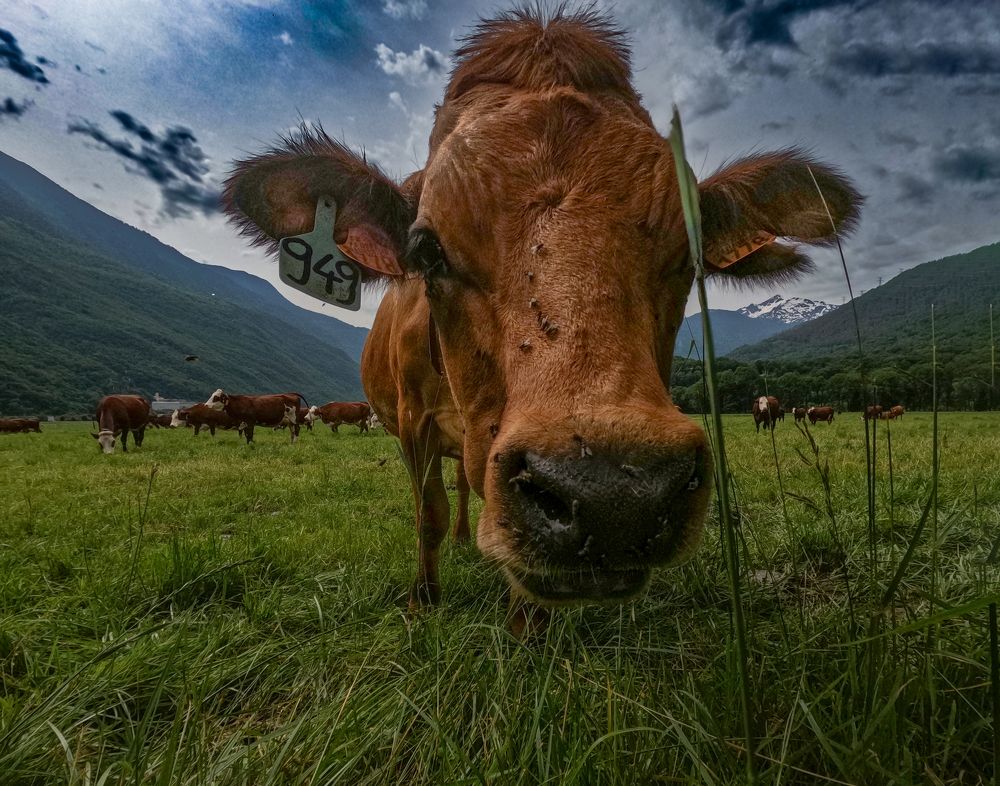 Photograph by Hirak Mitra