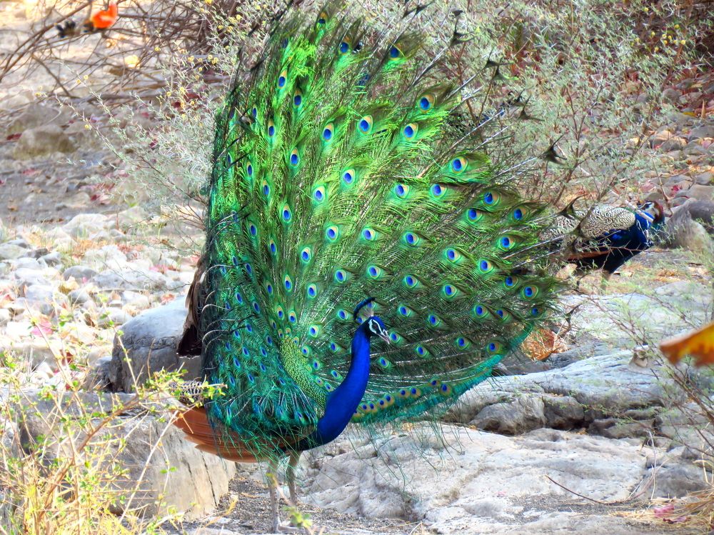 Peacock sideways dance