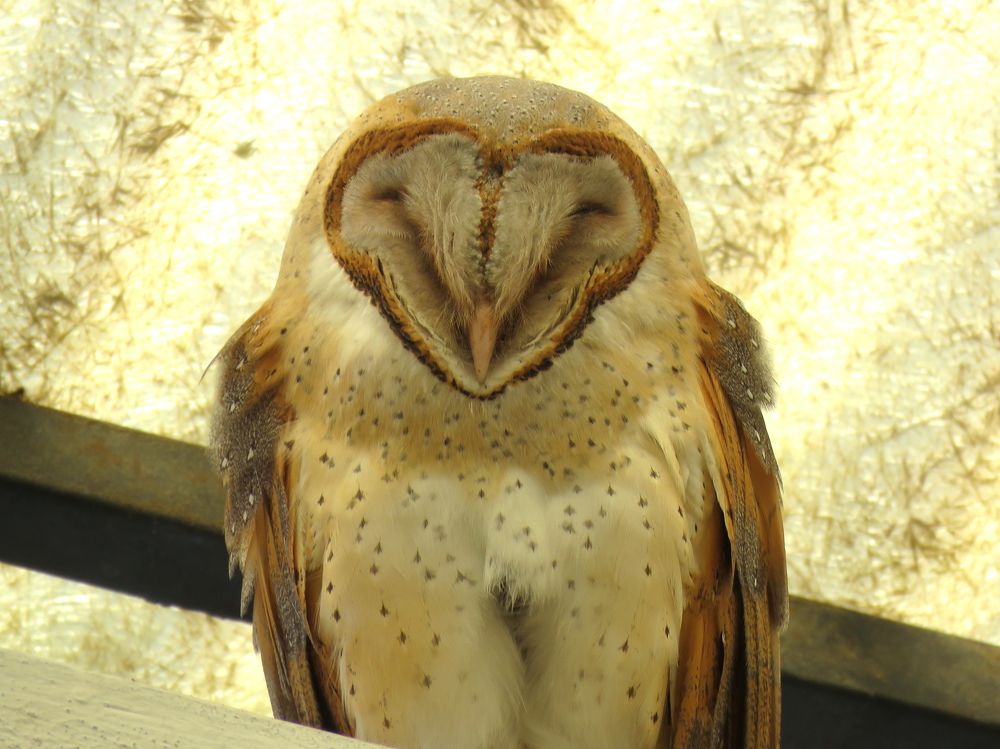 Batmanesque barn owl on building roof
