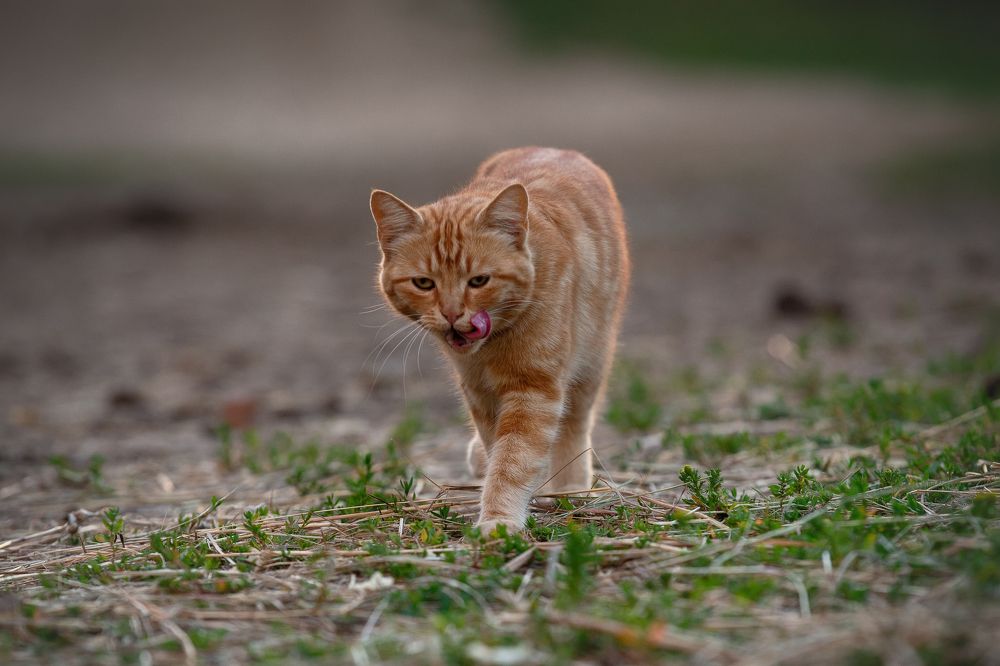 Photograph by Kovaleva Irina