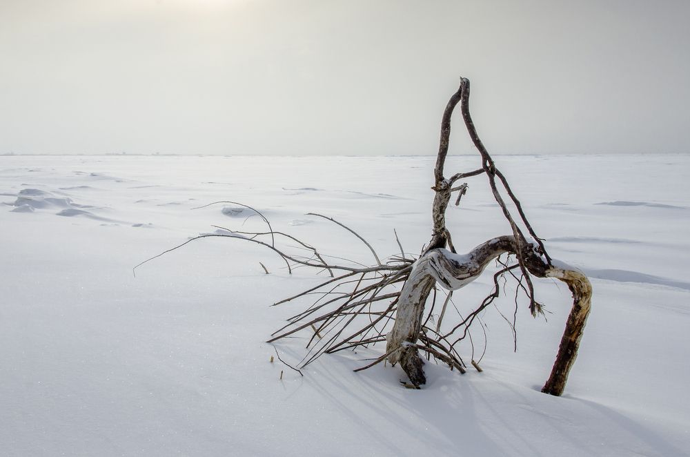 Photograph by Алексей Алешин