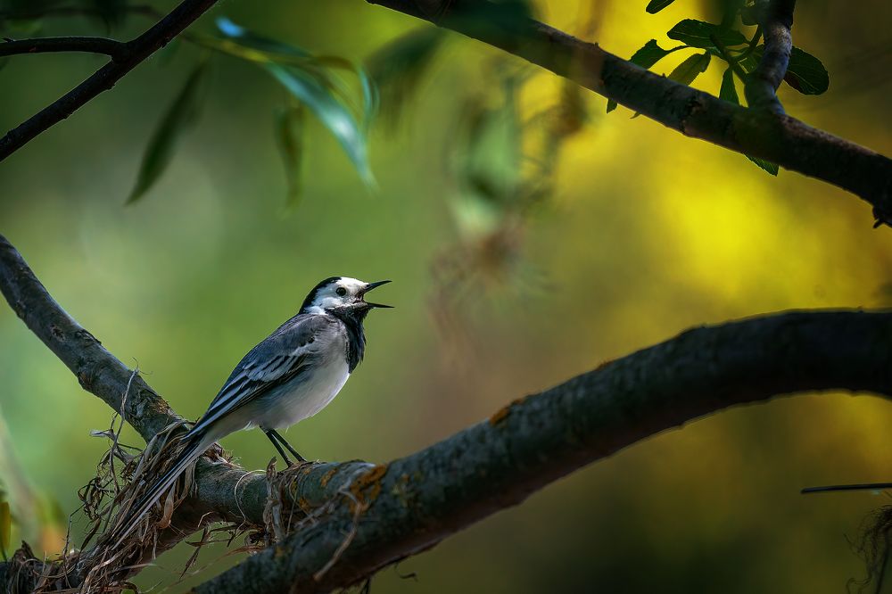 Photograph by Александр Соловьев