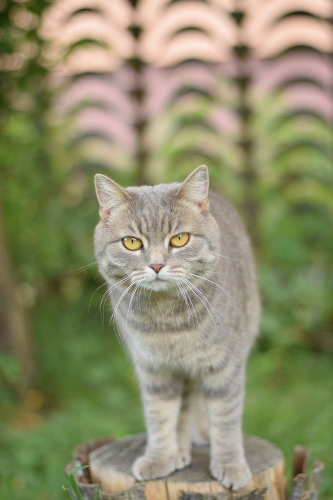 Фотография автора Екатерина Богомолова