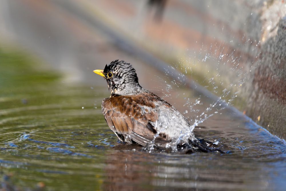 Photograph by Руфат Лажанский