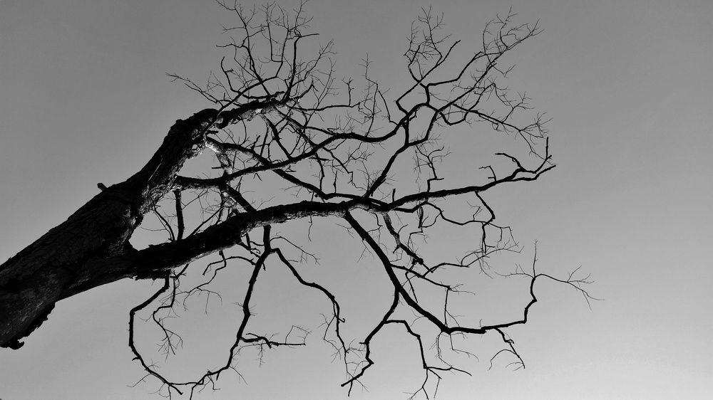 The Withering tree