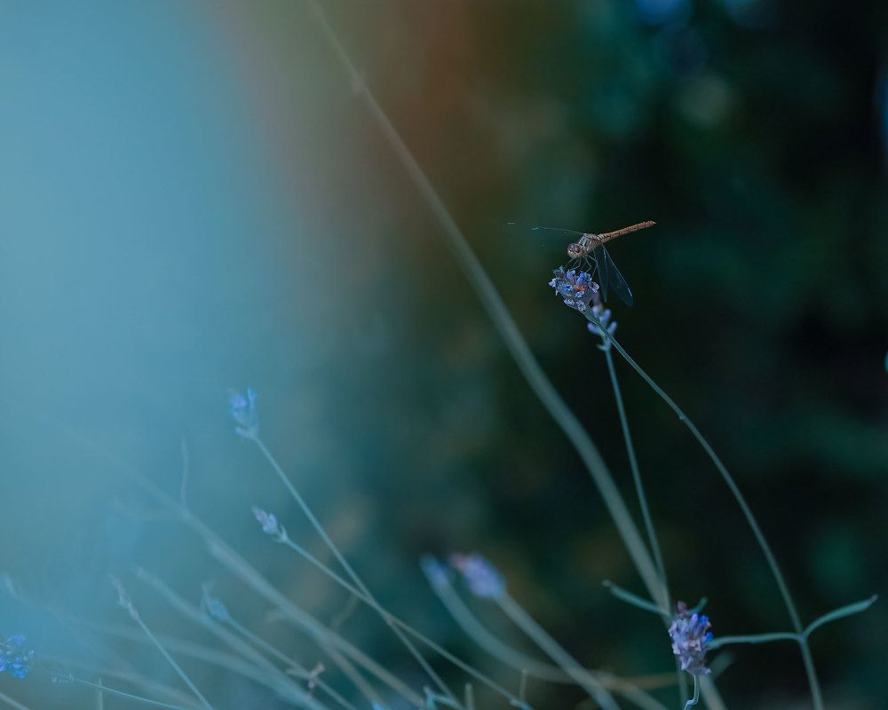 Photograph by Ксения Рыбцова