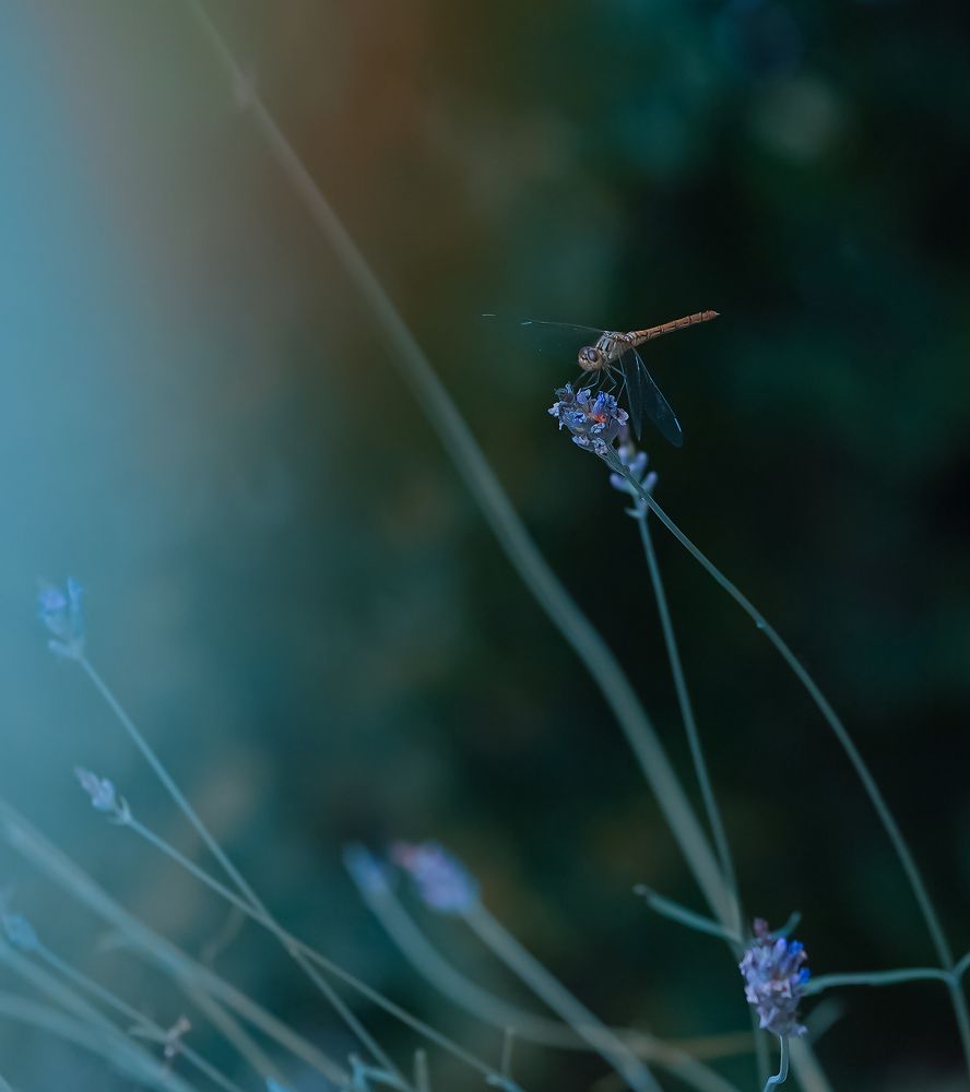 Photograph by Ксения Рыбцова