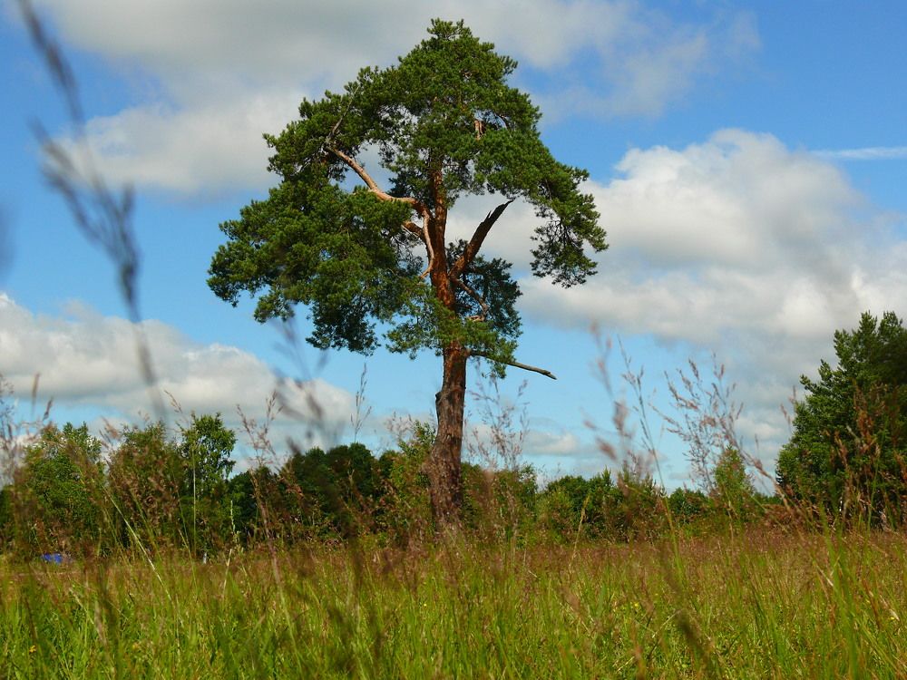 Фотография автора Анатолий Борисов