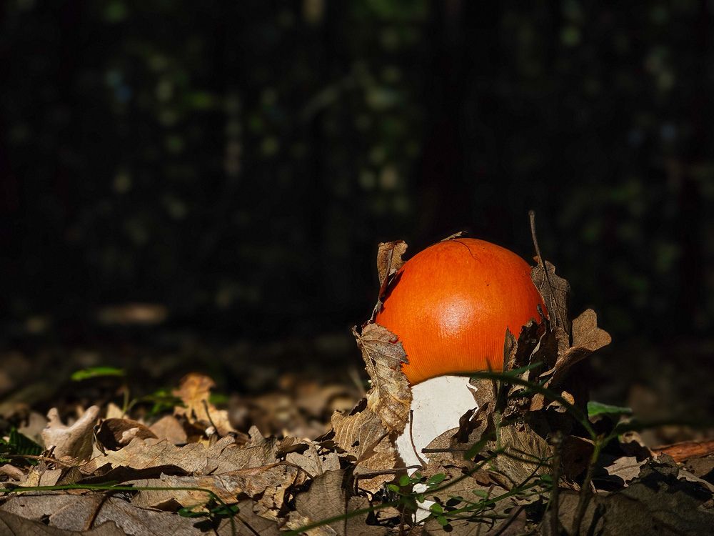 Photograph by George Alexandru Ghiuro