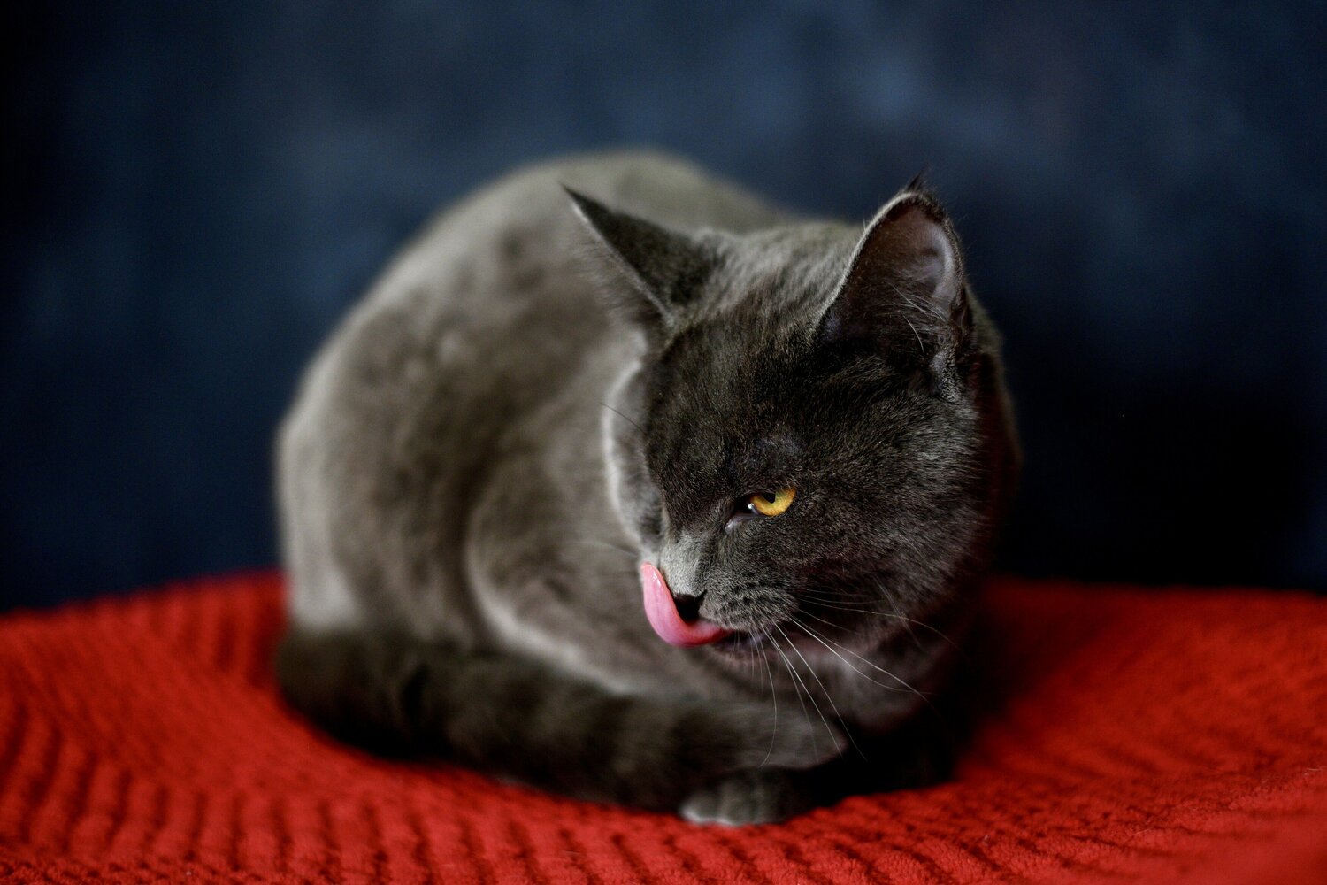 Photo #10781227