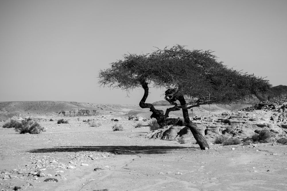 Photograph by Moataz Helmy