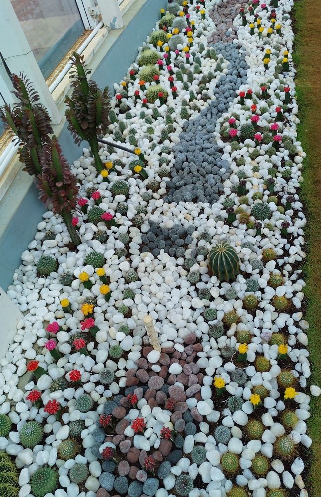 Photograph by Sudarshana Krishna N.S