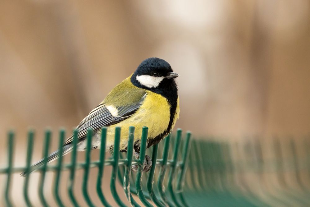 Photograph by Щепанов Дмитрий