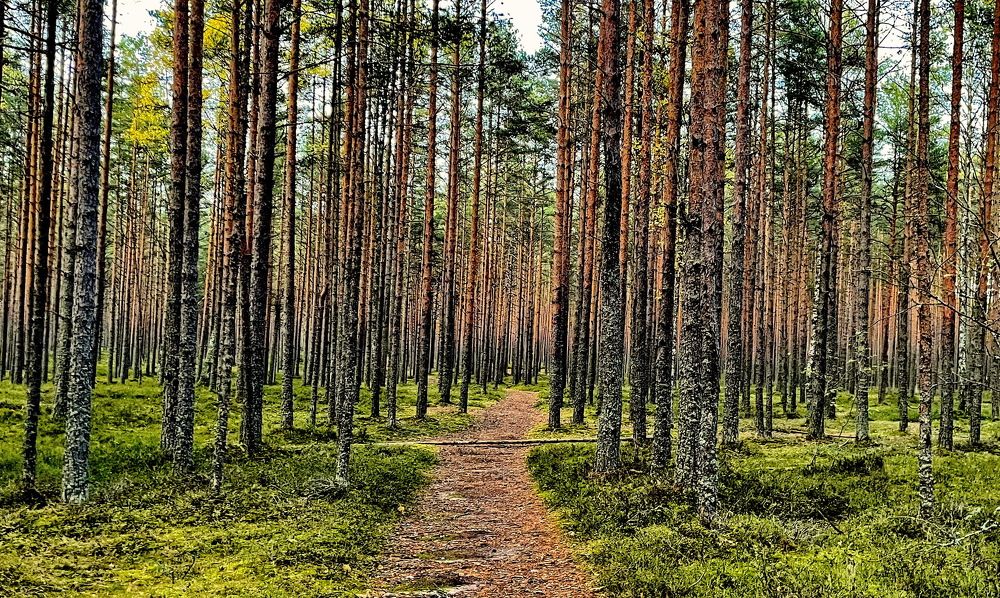 Photograph by Лидия Ушакова