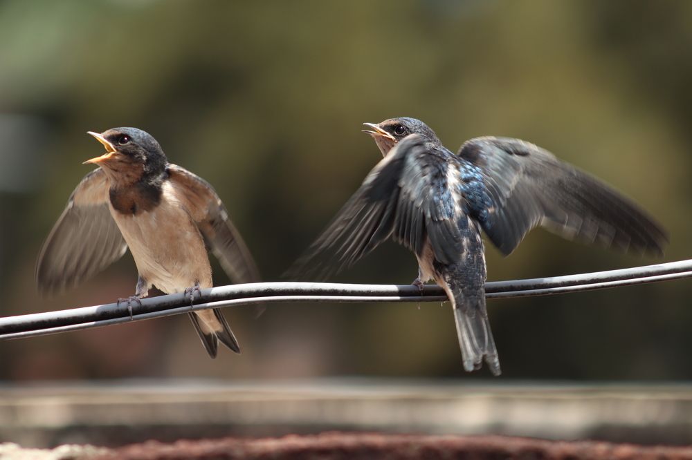 Photograph by Andrea Alcalá