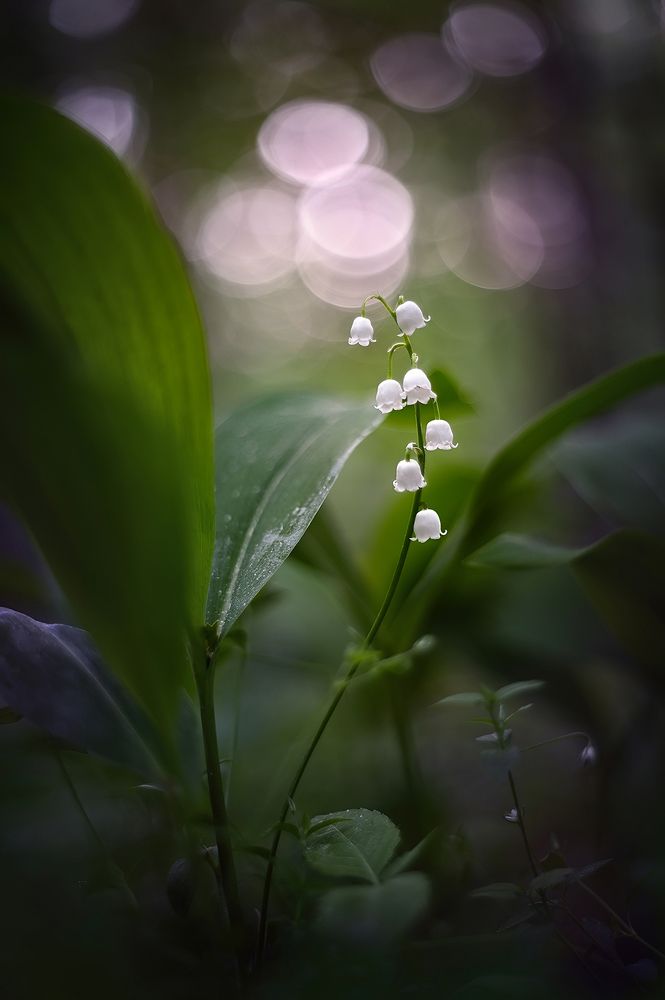 Photograph by S. Dana