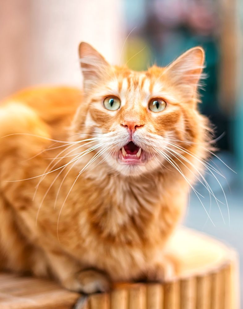 Photograph by Ксения Базарова