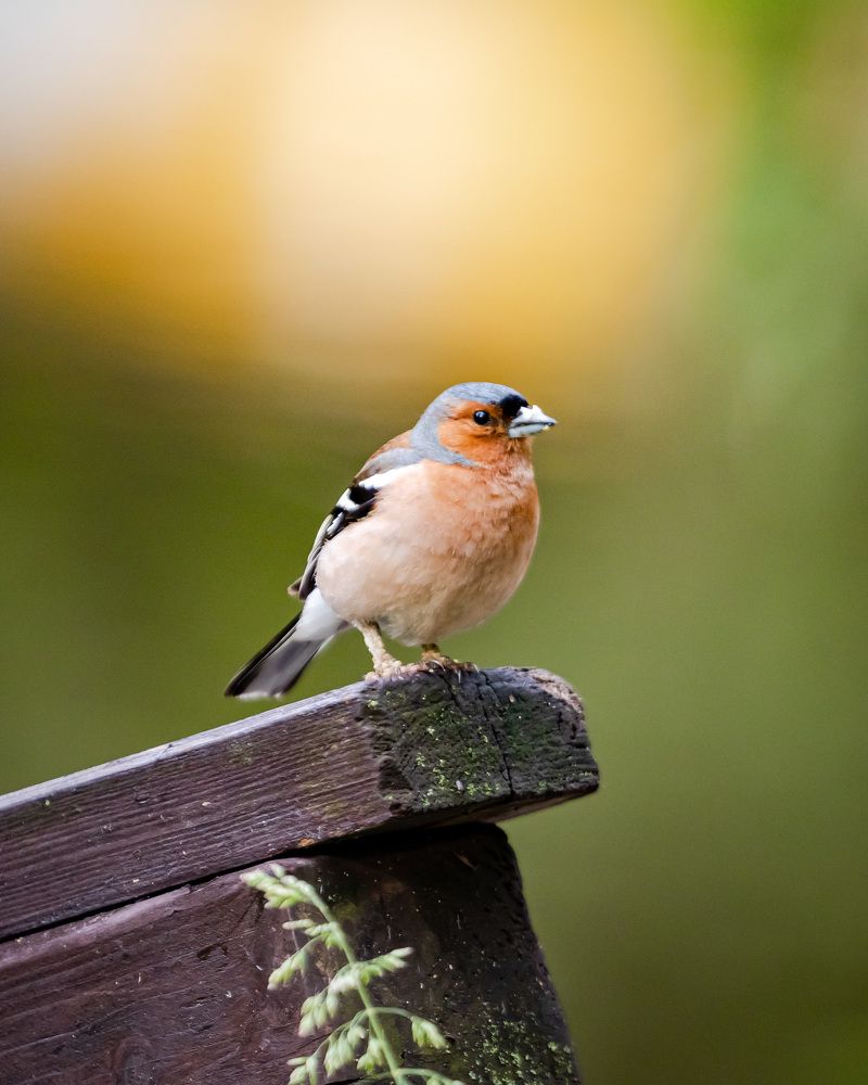 Photograph by Владимир Охрименко