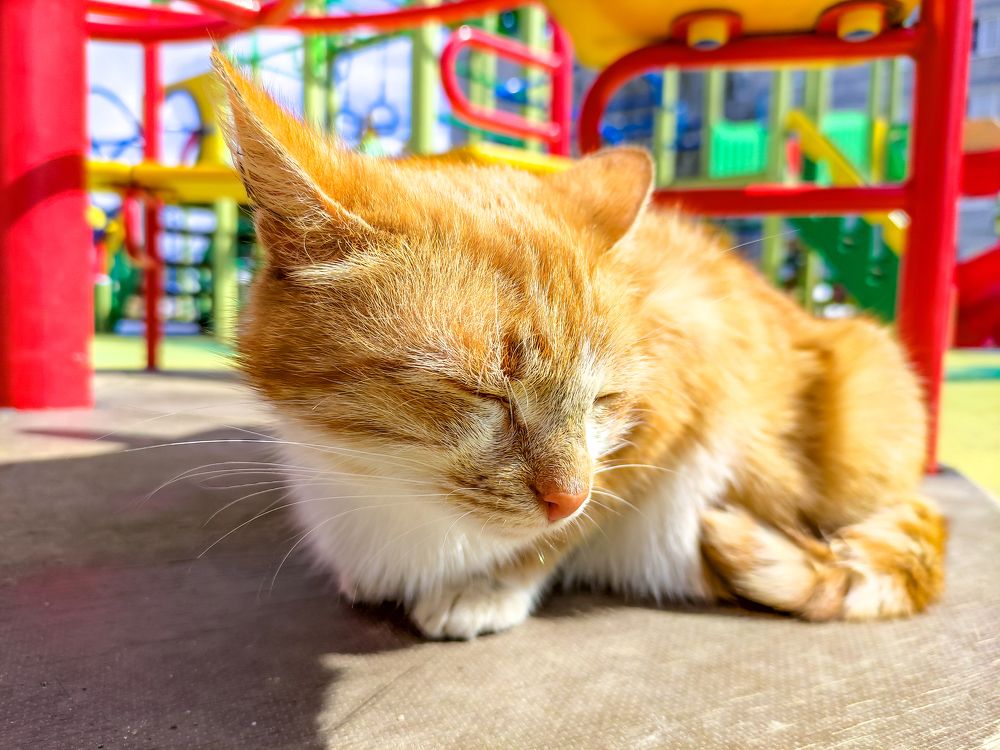 Фотография автора Александр Хухлов