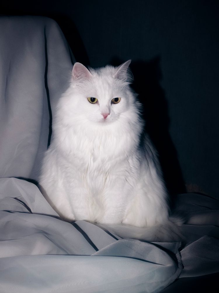Фотография автора 