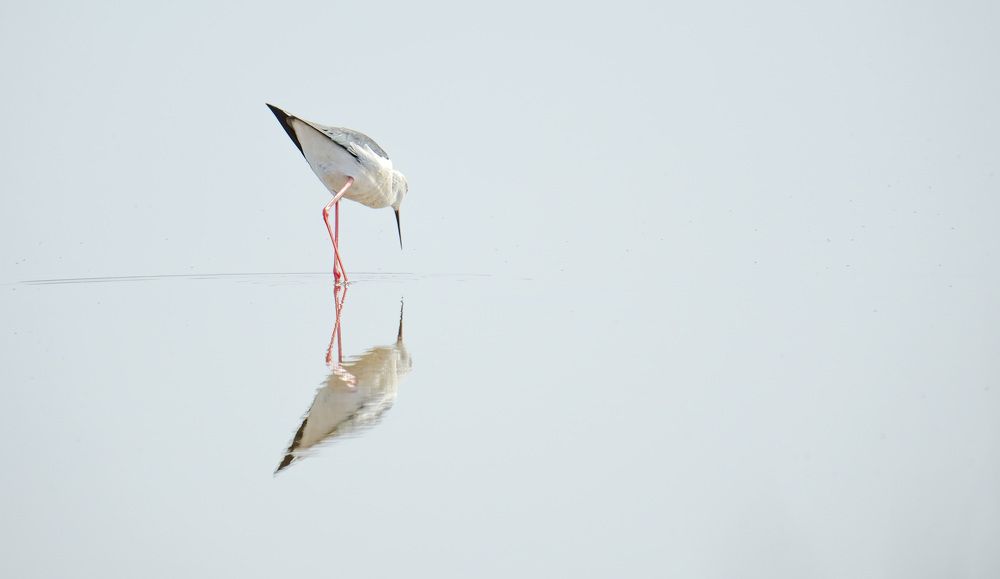Pajarito en estero. Salinas del Puerto de Santa María, Cádiz.