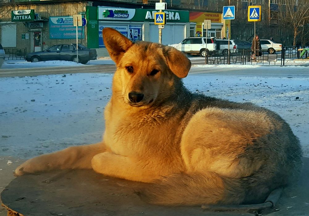 Собачья смекалка.