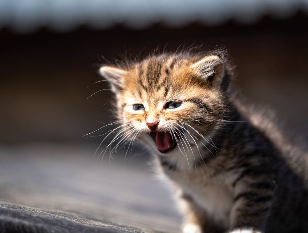 Photograph by Владимир Коновалов