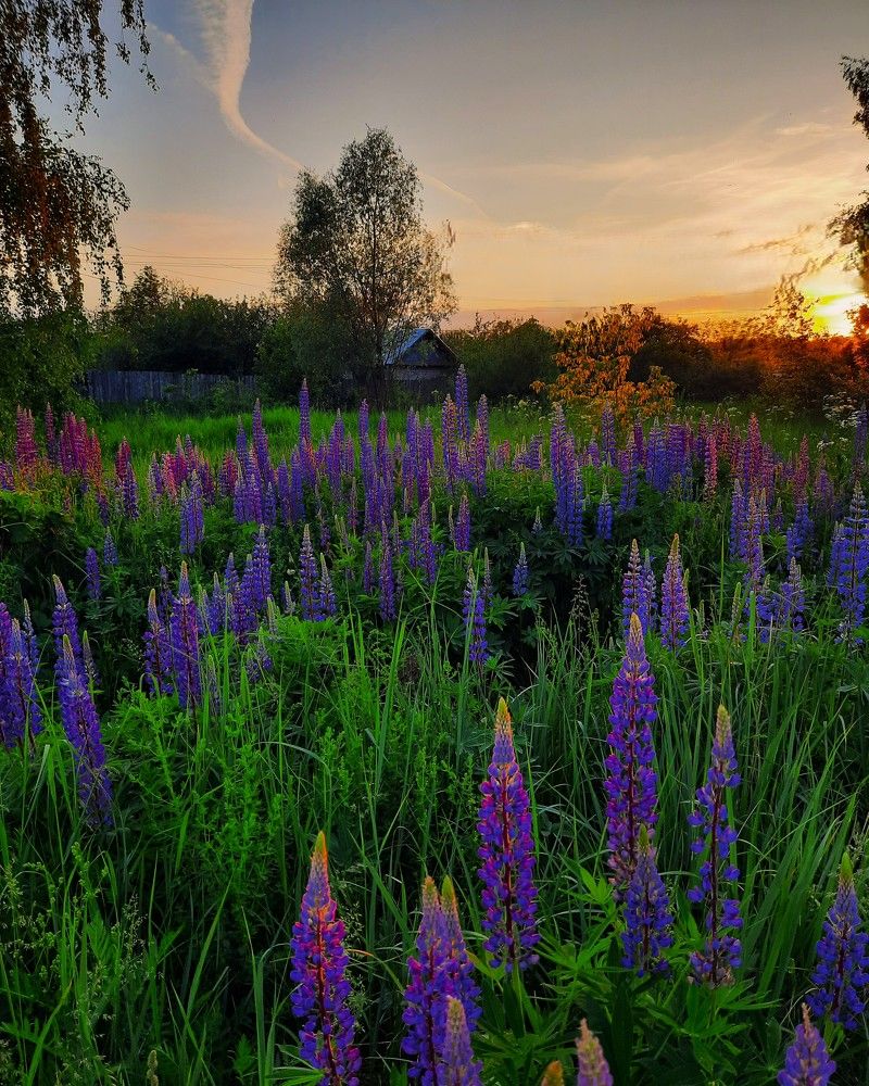 Фотография автора Елена Пикатова