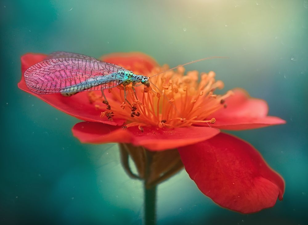 Завтрак златоглазки