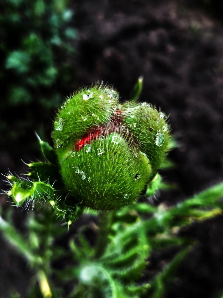 Фотография автора Гвоздецкая Анна