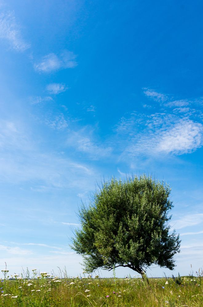 Одинокое дерево