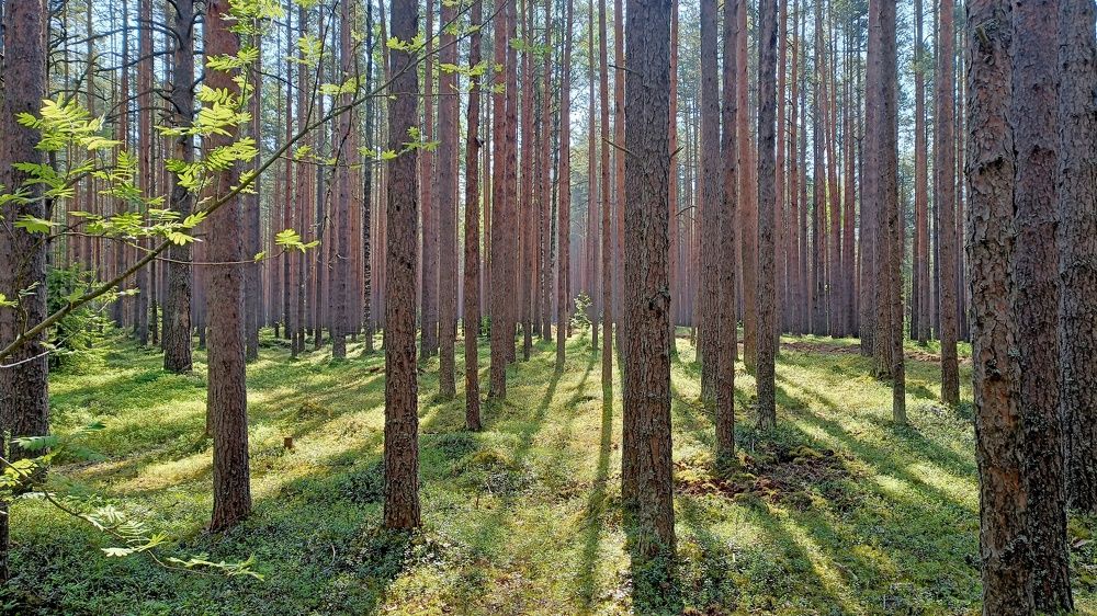 Photograph by Валерий Верещако