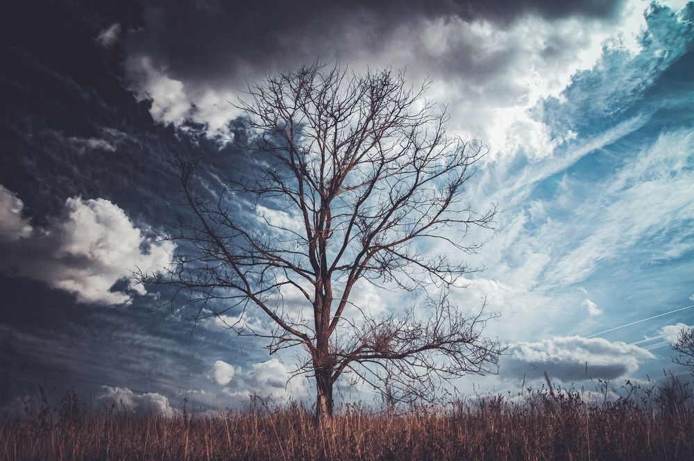 Фотография автора NIKOLAY KALININ