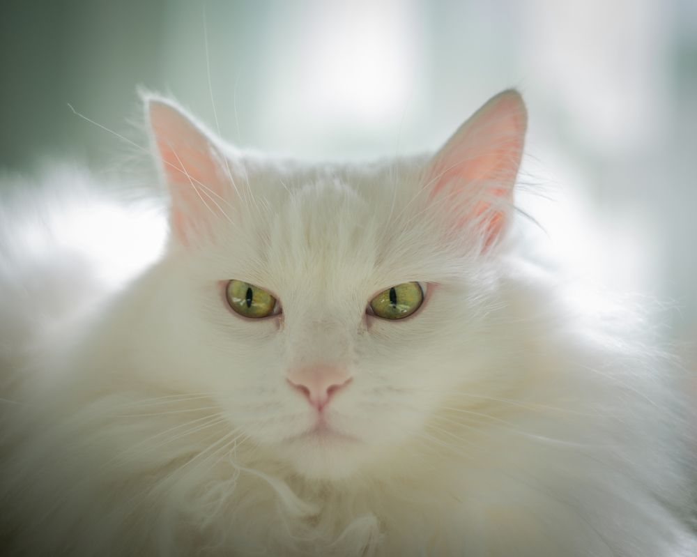 Фотография автора NIKOLAY KALININ