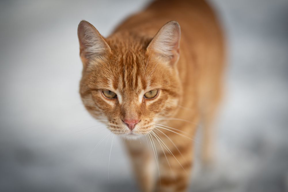 Фотография автора NIKOLAY KALININ