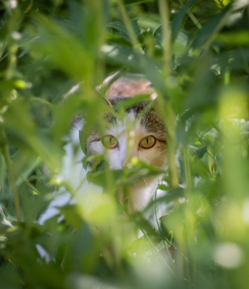 Фотография автора NIKOLAY KALININ