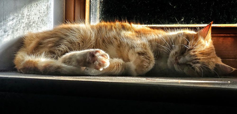 Рыжая беззащитность