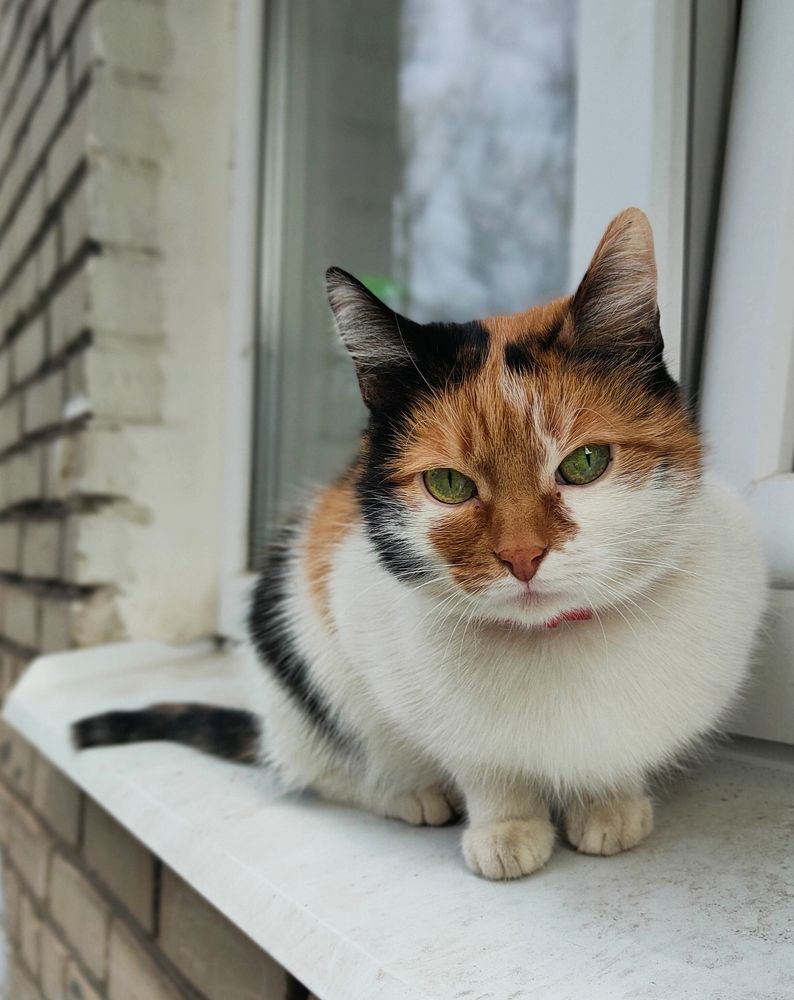 Фотография автора Светлана Смирнова