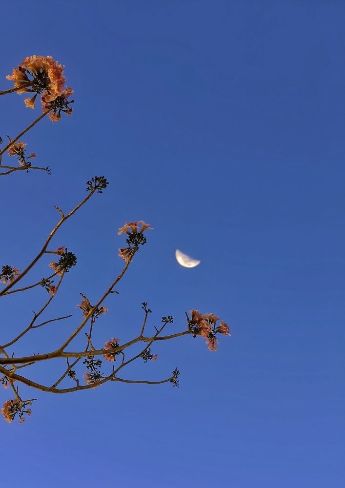 Фотография автора Pavitra Shettigar