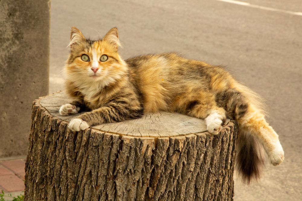 Фотография автора Алексей Тимофеев